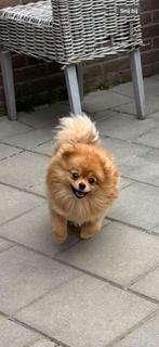 Pomeriaan, Dieren en Toebehoren, Rabiës (hondsdolheid), 15 weken tot 1 jaar, Teef, Eén hond