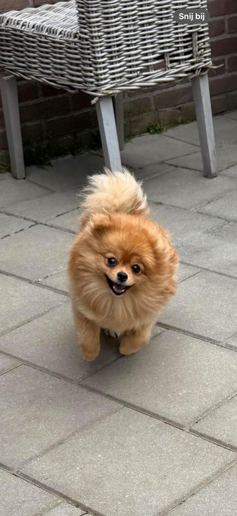 Pomeriaan, Dieren en Toebehoren, Honden | Niet-rashonden, Klein, Teef, Particulier, Eén hond, Nederland, 15 weken tot 1 jaar, CDV (hondenziekte)