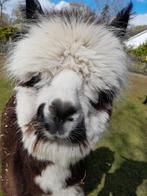 Alpaca's te koop, Dieren en Toebehoren, Overige Dieren, Juli, Meerdere dieren