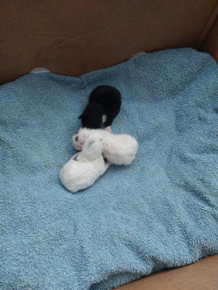 Jonge kittens, Dieren en Toebehoren, Katten en Kittens | Overige Katten, Meerdere dieren