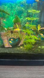 Baby hoogvinkarpers, Vis