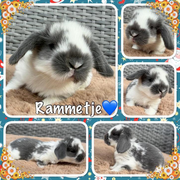 Superlieve & knappe jonge baby Dwerg hangoor konijntjes, Dieren en Toebehoren, Konijnen, Dwerg, Meerdere dieren, 0 tot 2 jaar