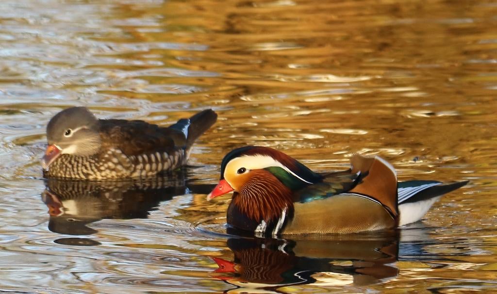 Mandarijneend | Passend advies | Siereenden, Meerdere dieren, Eend