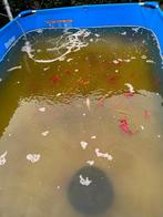 Goudvissen en goudwinde, Goudvis(sen)