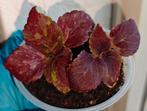 Coleus Siernetel Zaailingen, Huis en Inrichting, Kamerplanten, Ophalen