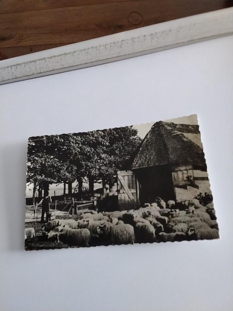 EDE. SCHAAPSKOOI. 1964, Verzamelen, Ansichtkaarten | Nederland, Ophalen of Verzenden, 1960 tot 1980, Gelderland