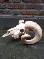Schedel bok taxidermy opgezette opgezet hert hoorn jacht, Ophalen, Wild dier, Schedel