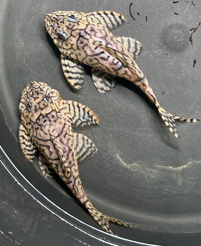 Hypancistrus sp. L236 SW, Dieren en Toebehoren, Vissen | Aquariumvissen, Vis, Zoetwatervis