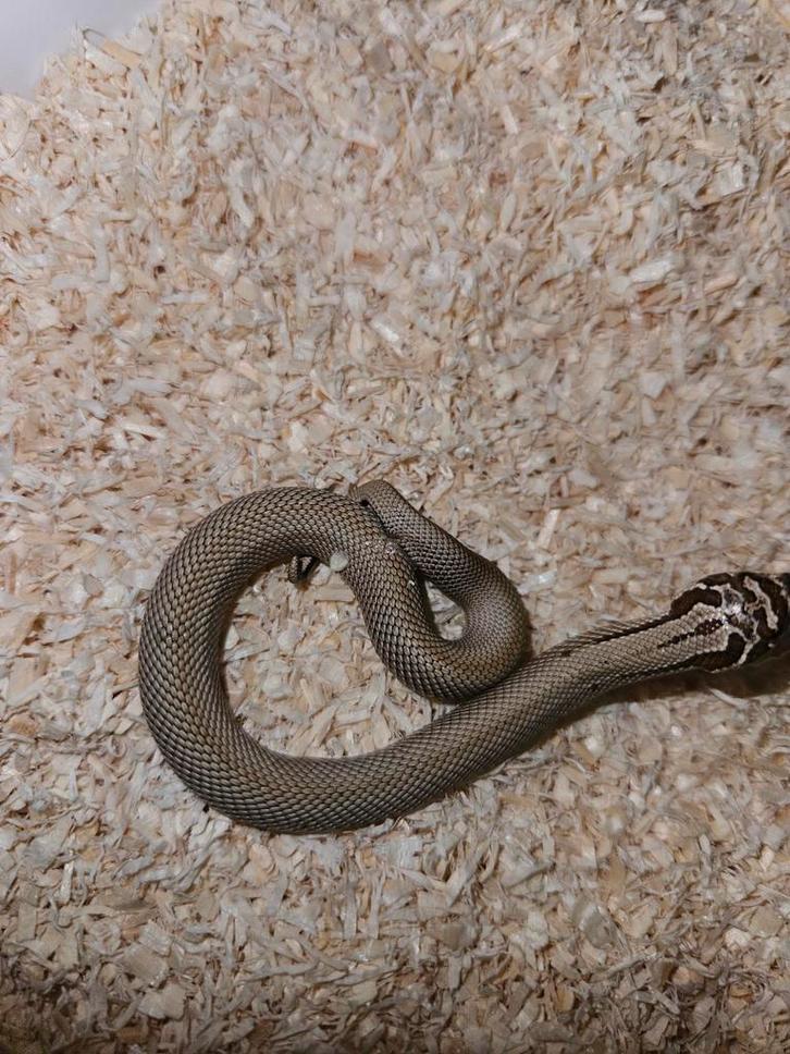 Haakneusslang Hognose Snake - male for sale from Jurian