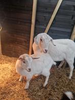 Baby geitje en moeder, Vrouwelijk, Geit