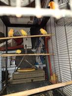 Kanaries, Dieren en Toebehoren, Mannelijk, Kleurkanarie