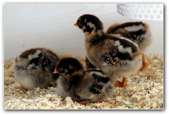 Kuikens barneverlder bruin dubbel gezoomd, Meerdere dieren, Kip