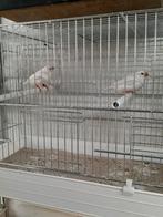 Volierevogels, Dieren en Toebehoren, Vogels | Overige Vogels, Meerdere dieren, Tropenvogel, Geringd