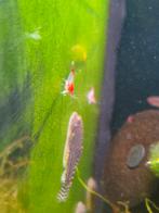 Rode rillie garnalen, Dieren en Toebehoren, Vissen | Aquariumvissen, Kreeft, Krab of Garnaal, Zoetwatervis, Schoolvis
