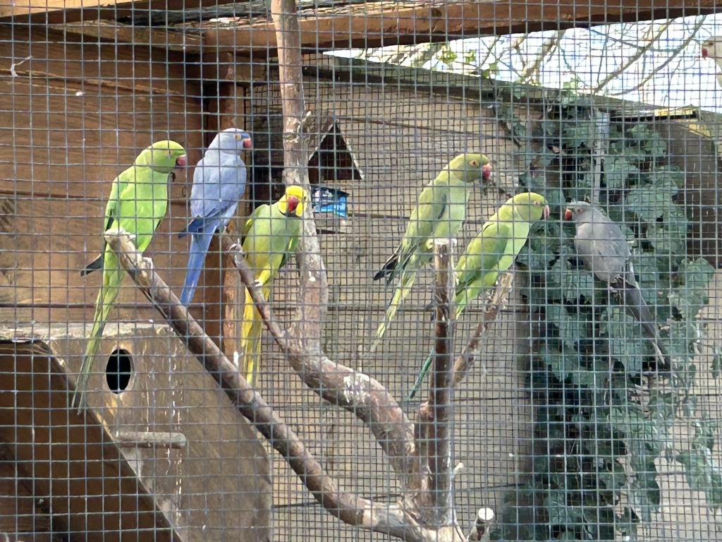 halsbandparkieten, Meerdere dieren, Parkiet, Geringd
