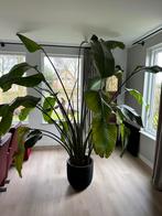Grote Strelitzia Nicolai - Paradijsvogelplant, Ophalen, Halfschaduw, 200 cm of meer