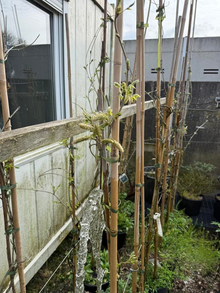 Wisterias  witte in bloemknop en grotere planten, Tuin en Terras, Planten | Tuinplanten, Ophalen, Vaste plant, Halfschaduw, Klimplanten