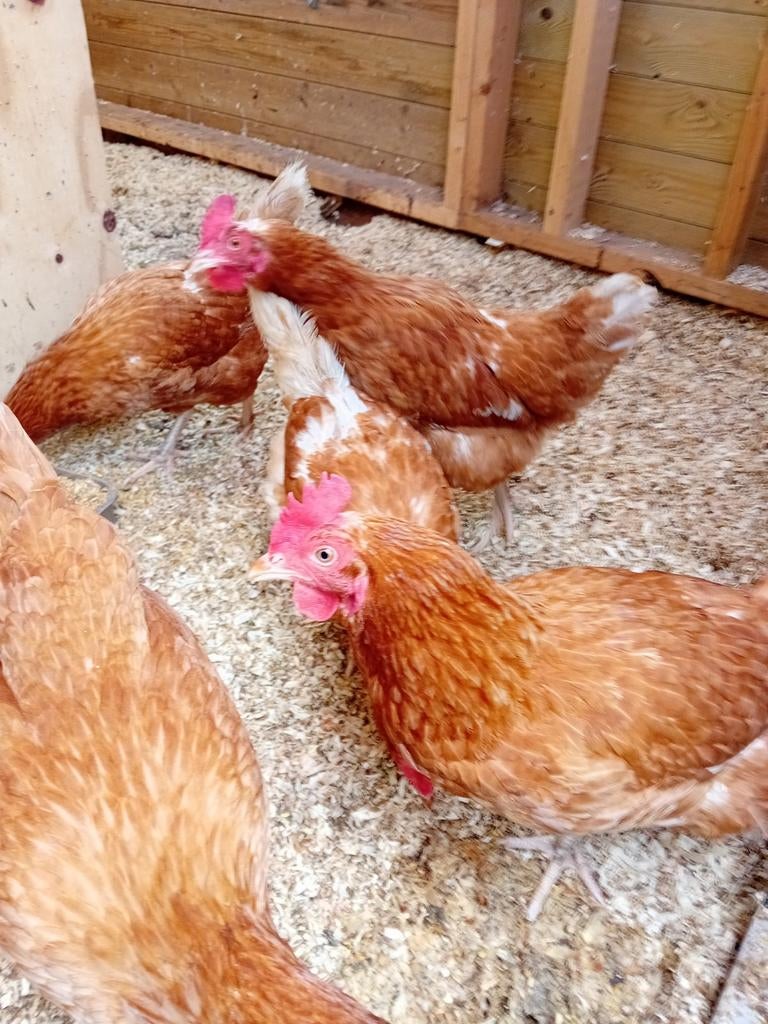 5 bruine legkippen voor 20 euro, Dieren en Toebehoren, Pluimvee, Vrouwelijk, Kip