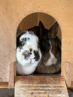 Koppeltje konijnen, Meerdere dieren