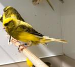 Te koop Yorkshire kanarie mannen, Dieren en Toebehoren, Mannelijk, Postuurkanarie