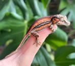 Baby redstripe gargoyle gekko (r.auriculatus), Hagedis, 0 tot 2 jaar