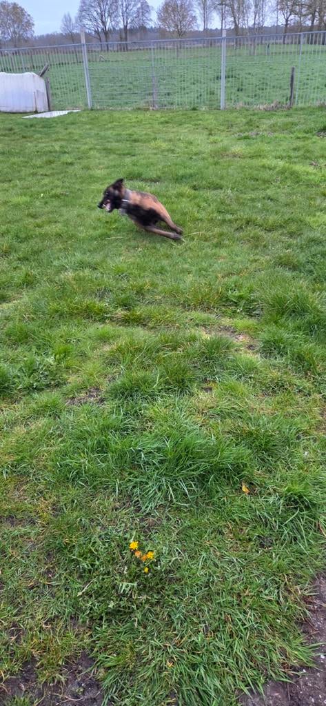 mechelse herder, Teef, Parvo, Eén hond, 3 tot 5 jaar