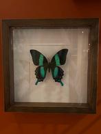 Vlinder in lijst, Huis en Inrichting, Ophalen of Verzenden, H, B, G
