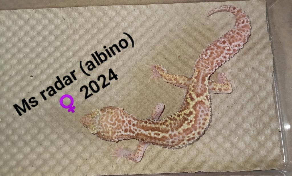 Luipaardgekko Ms radar 2024 Leopard Gecko - female for sale from Ronald