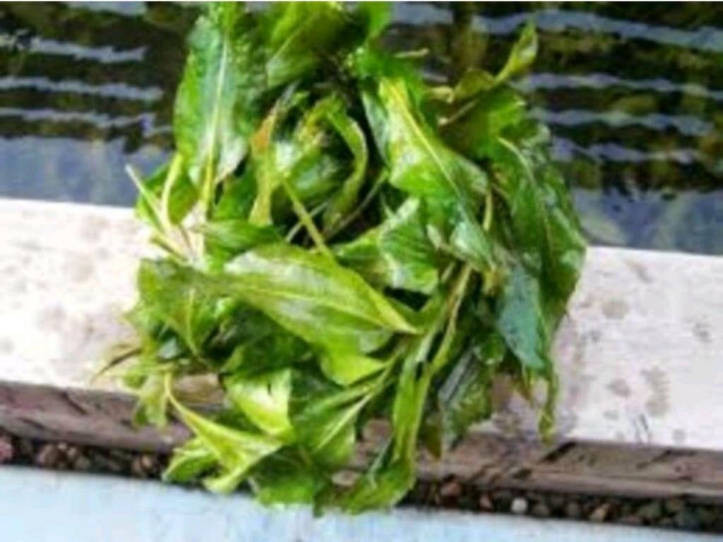 Zuurstofplanten Glanzend Fonteinkruid kant en klaar, Ophalen, Nieuw