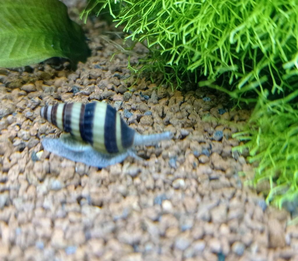 Anatome Helena slakken ( slak etende slak), Dieren en Toebehoren, Slak of Weekdier