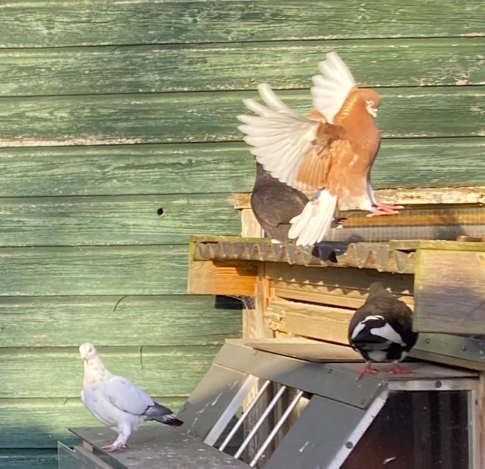 A'damse baardtuimelaars diverse koppels in rood sierduiven, Dieren en Toebehoren, Meerdere dieren, Tuimelaar of Roller