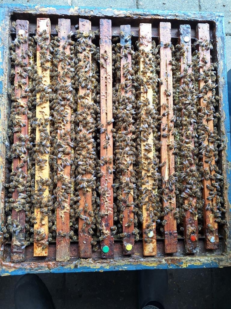 Bijenvolk, Dieren en Toebehoren, Insecten en Spinnen, Bijen