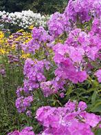 Phlox, Volle zon, Vaste plant, Zomer, Ophalen
