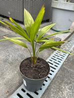 Palmboom Trachycarpus Fortunei, Ophalen of Verzenden, Bloeit niet, Overige soorten, Volle zon