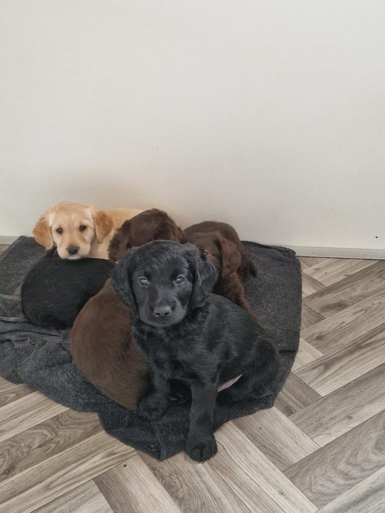 De aller leukste en liefste F1 Labradoodles, Dieren en Toebehoren, Honden | Beagles, Bassets en Lopende honden, 8 tot 15 weken