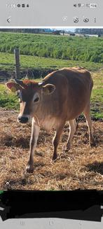 Lieve makke Jersey Koe, Dieren en Toebehoren, Vrouwelijk, 0 tot 2 jaar
