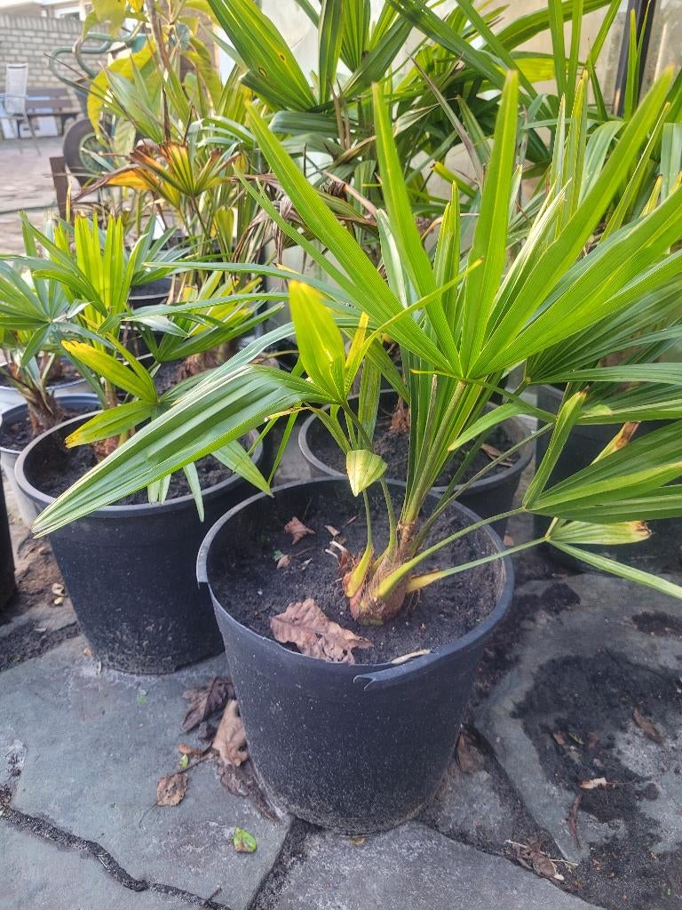 Palm, Vaste plant, Halfschaduw, Lente, Ophalen