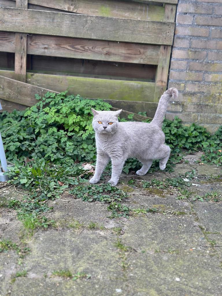 Britse korthaar poes, Dieren en Toebehoren, Poes, Ontwormd, 0 tot 2 jaar