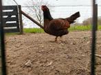Indische Vechthoen trio, Dieren en Toebehoren, Pluimvee, Vrouwelijk, Kip