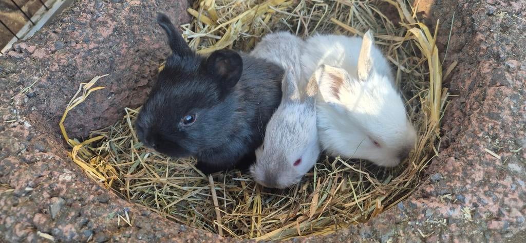 Baby konijnen, Dieren en Toebehoren, Meerdere dieren