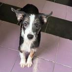 ACE: Pesto heeft een timide karakter, Dieren en Toebehoren, Particulier, Reu, 8 tot 15 weken, Buitenland