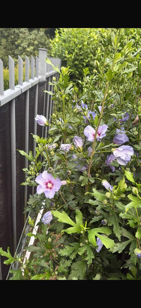 Hibiscusbomen op stam 6stuks 30euro per stuk!, Tuin en Terras, Planten | Bomen, Overige soorten, Volle zon, Zomer, Ophalen of Verzenden