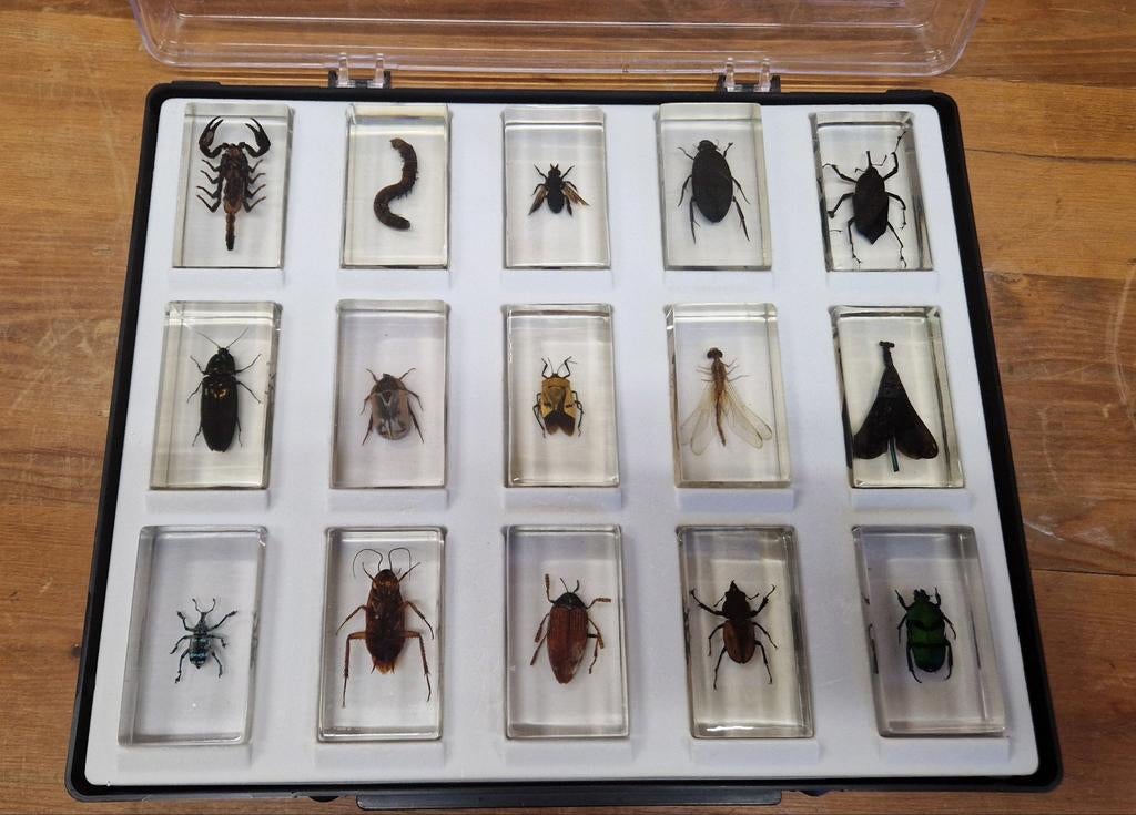 Verzameling insecten gegoten in epoxy. Lesmateriaal 1970, Ophalen of Verzenden