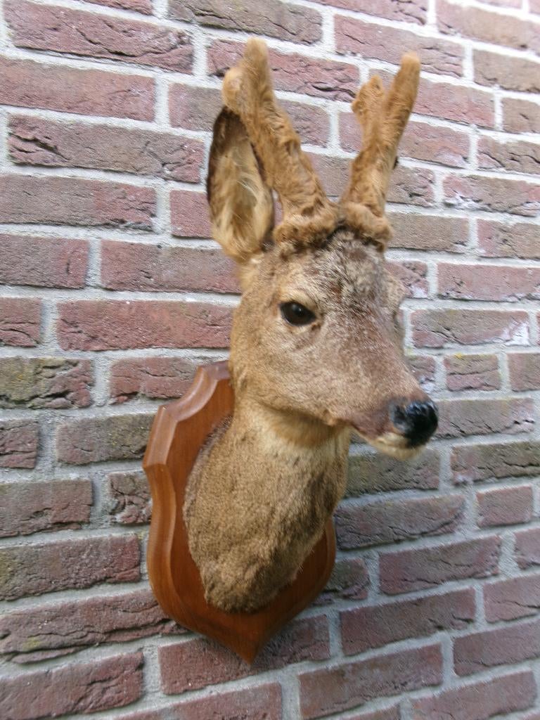 Prachtige grote opgezette reebok kop met gewei, Ophalen of Verzenden, Zo goed als nieuw, Hert, Opgezet dier