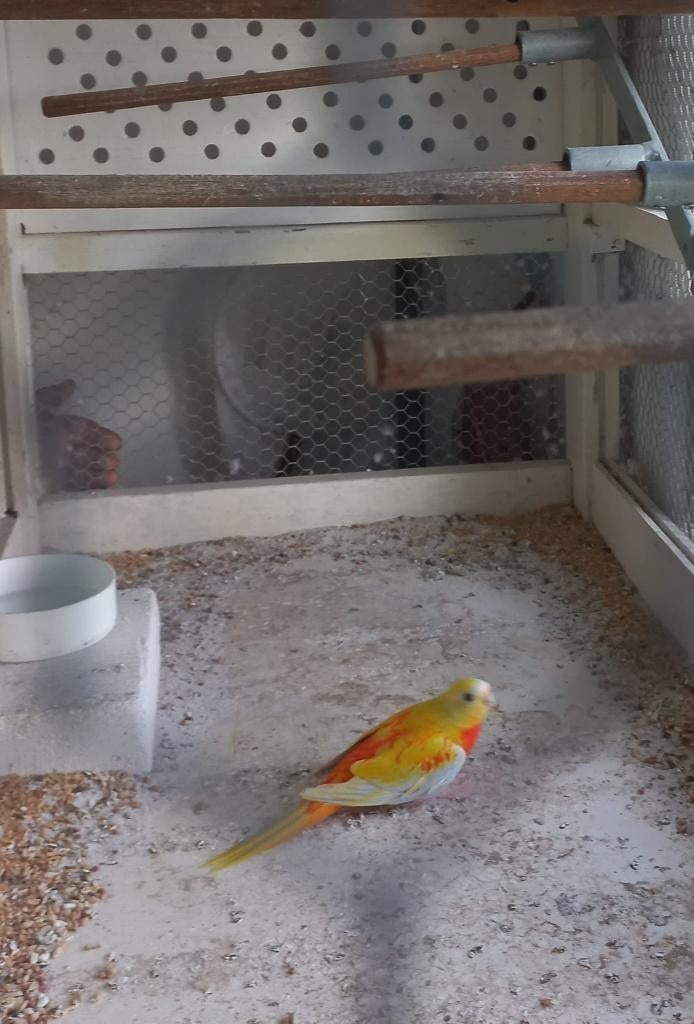 turquoisine parkiet, Vrouwelijk, Parkiet, Geringd