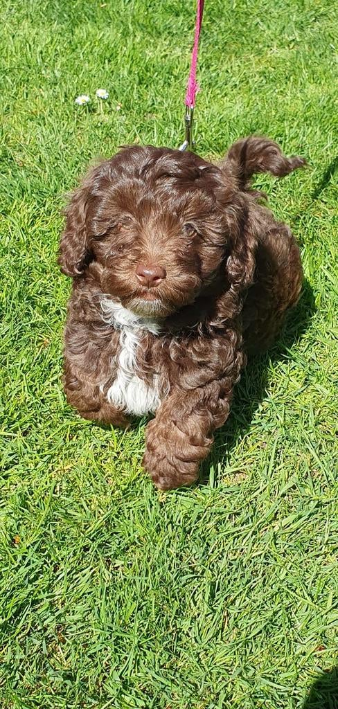Tekoop aangeboden 2 prachtige Labradoodle pups, Overige rassen, 8 tot 15 weken, Meerdere, Meerdere dieren