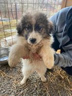 Lieve pup Noks zoekt een fijn huisje, Particulier, 15 weken tot 1 jaar, Reu, Buitenland