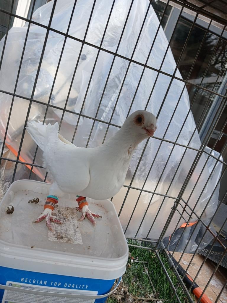 Mannetje duif, Mannelijk, Overige soorten