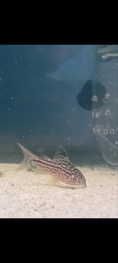 Corydora napoensis, Dieren en Toebehoren, Vissen | Aquariumvissen, Vis