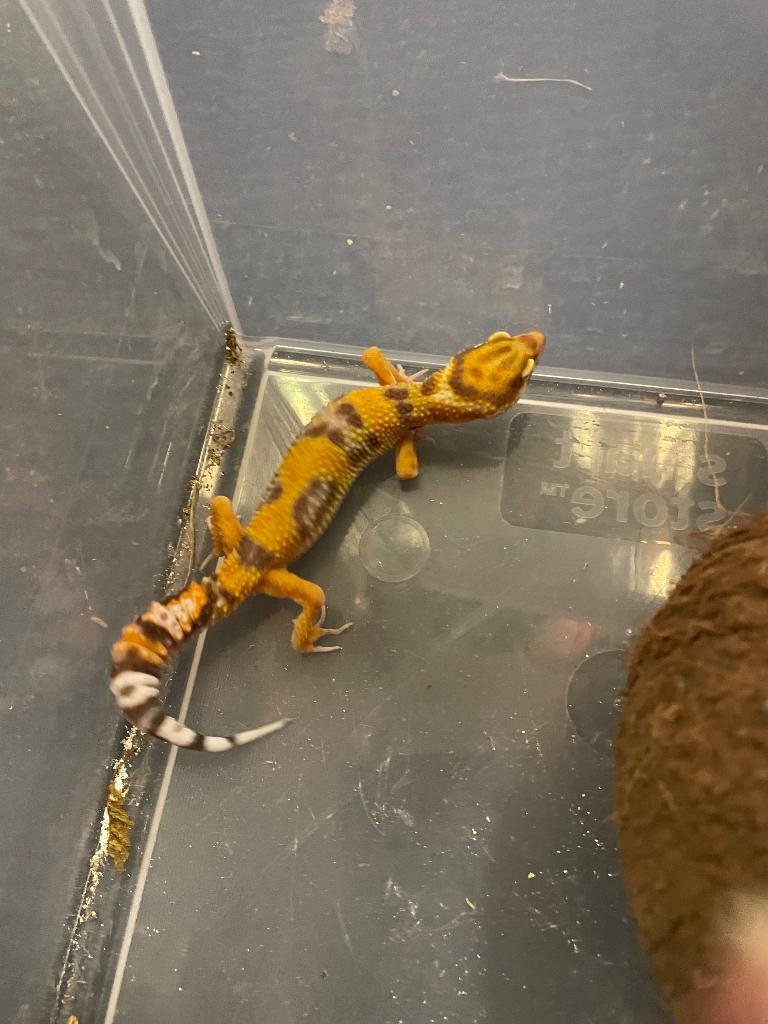 Tangerine Tremper Albino vrouw, Dieren en Toebehoren, Reptielen en Amfibieën, Hagedis, Tam, 0 tot 2 jaar